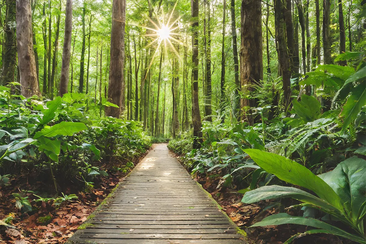 Se connecter à la nature pour améliorer la santé mentale